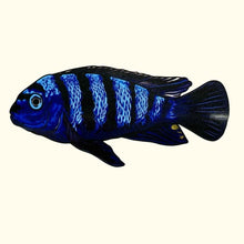 Load image into Gallery viewer, Pseudotropheus Saulosi Decal Sticker - Aquarium Co - Op
