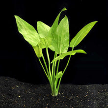 Load image into Gallery viewer, Radican Marble Queen Sword - Aquarium Co - Op
