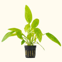 Link to: Live Plants