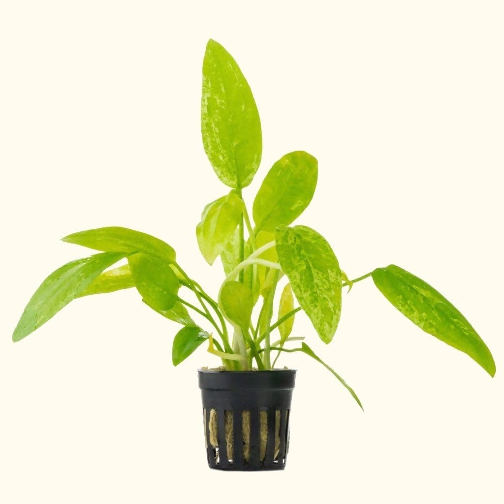 Radican Marble Queen Sword - Aquarium Co - Op