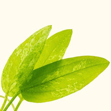 Load image into Gallery viewer, Radican Marble Queen Sword - Aquarium Co - Op
