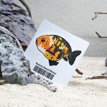 Load image into Gallery viewer, Aquarium Co-Op Merchandise Ranchu Decal Sticker
