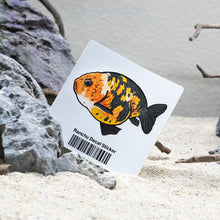 Load image into Gallery viewer, Ranchu Decal Sticker - Aquarium Co - Op

