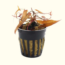 Load image into Gallery viewer, Red Dwarf Aquarium Lily Bulb - Aquarium Co - Op
