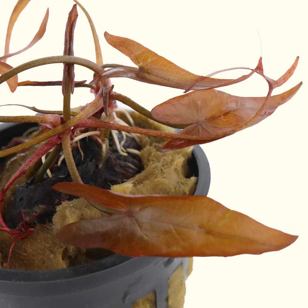 tiger lotus vs dwarf lily Dwarf Aquarium Lily | Beginner Plants