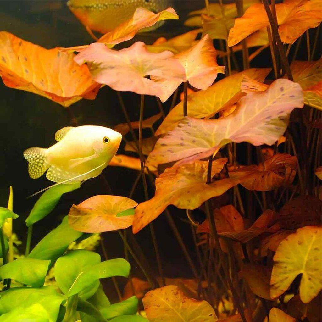 dwarf asiatic lily bulbs Dwarf Aquarium Lily | Beginner Plants