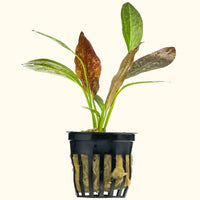 Link to: Live Plants