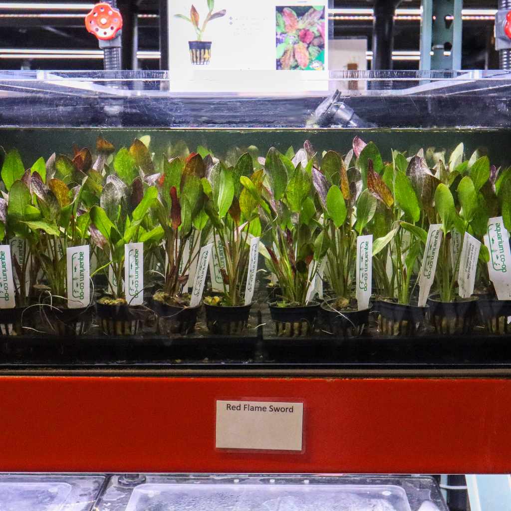 red-flame-sword-4784842