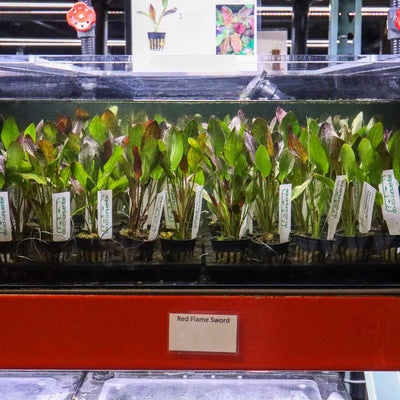 Red Flame Sword - Aquarium Co - Op