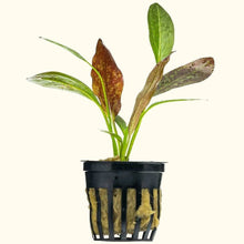 Load image into Gallery viewer, Red Flame Sword - Aquarium Co - Op
