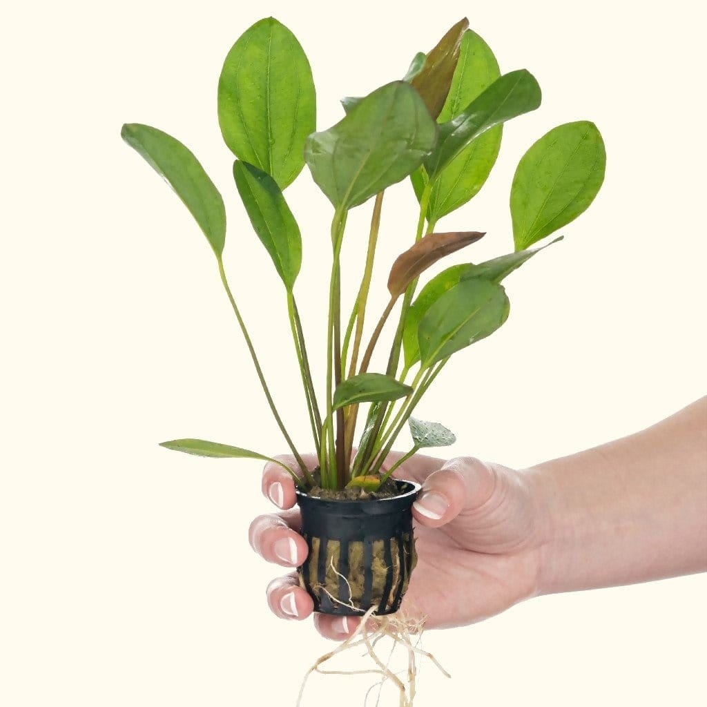 red-melon-sword-1543757