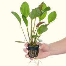 Load image into Gallery viewer, Red Melon Sword - Aquarium Co - Op
