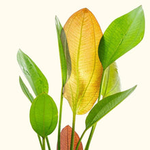 Load image into Gallery viewer, Red Melon Sword - Aquarium Co - Op
