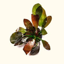 Load image into Gallery viewer, Red Melon Sword - Aquarium Co - Op
