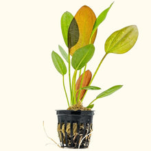 Load image into Gallery viewer, Red Melon Sword - Aquarium Co - Op
