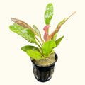 Red Rubin Sword - Aquarium Co - Op
