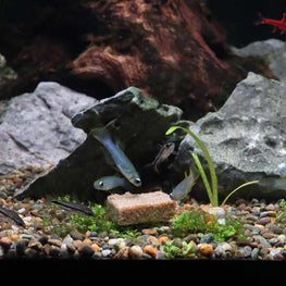Zoo Med Mini Original Banquet  Aquarium Fish Food for Invertebrates –  Aquarium Co-Op