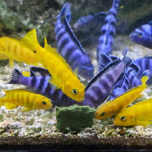 Load image into Gallery viewer, Repashy Soilent Green - Aquarium Co - Op
