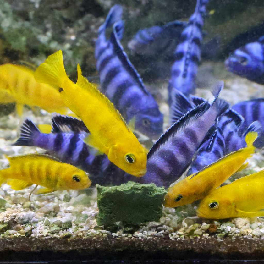 repashy-soilent-green-4698609