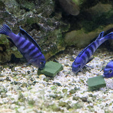 Load image into Gallery viewer, Repashy Soilent Green - Aquarium Co - Op
