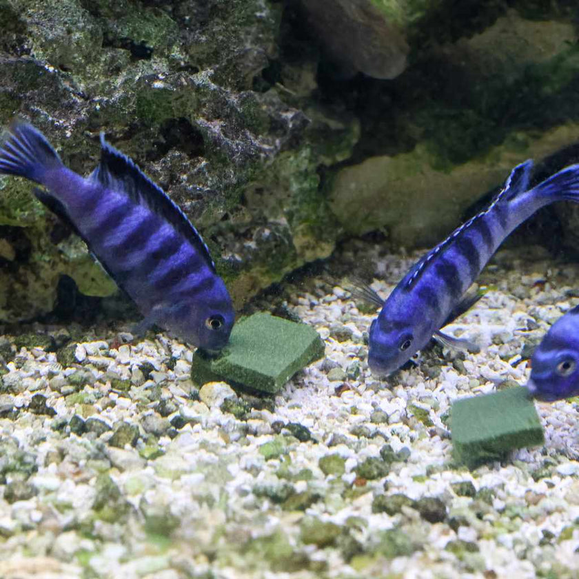 repashy-soilent-green-9182048