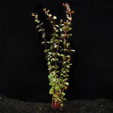 Load image into Gallery viewer, Rotala H’ra - Aquarium Co - Op
