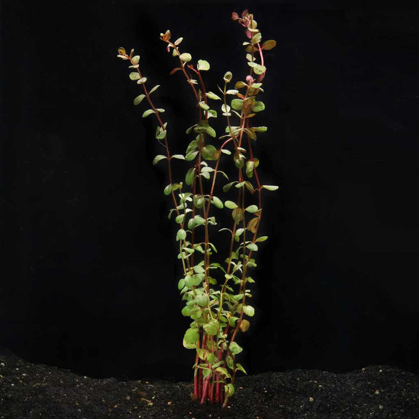 rotala-hra-2610774
