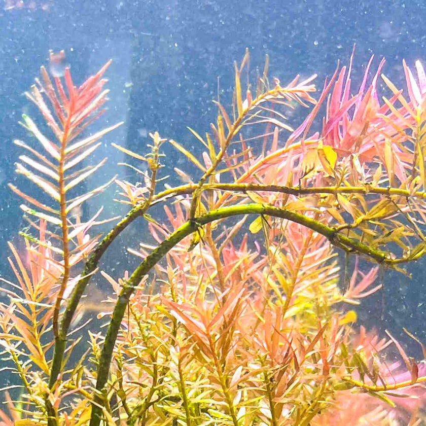 rotala-hra-3377522
