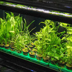RPP Potted Plant Tray - Aquarium Co - Op