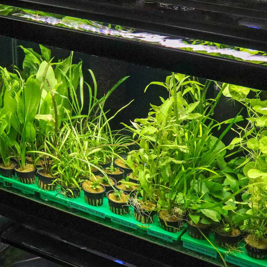 RPP Potted Plant Tray - Aquarium Co - Op
