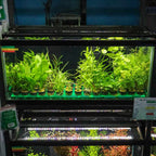RPP Potted Plant Tray - Aquarium Co - Op