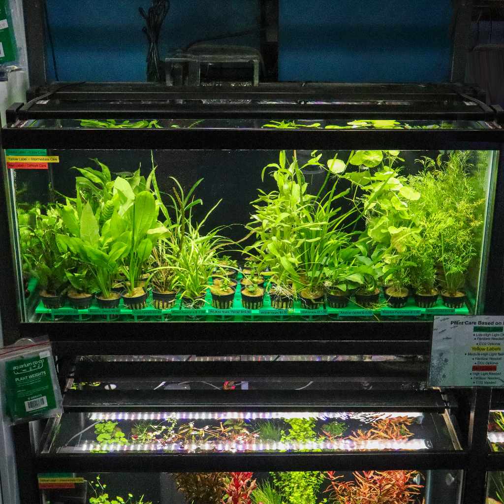 RPP Potted Plant Tray - Aquarium Co - Op