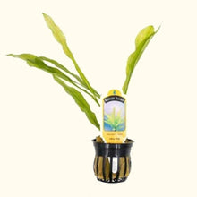 Load image into Gallery viewer, Plants Live Plants Ruffle Sword
