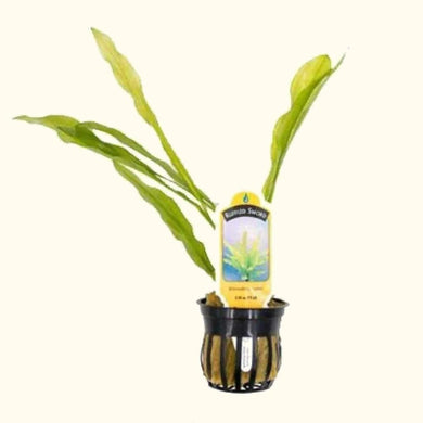 Plants Live Plants Ruffle Sword