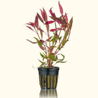 Link to: Live Plants