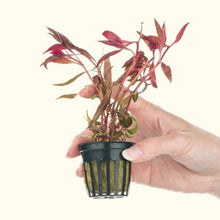 Load image into Gallery viewer, Scarlet Temple - Aquarium Co - Op
