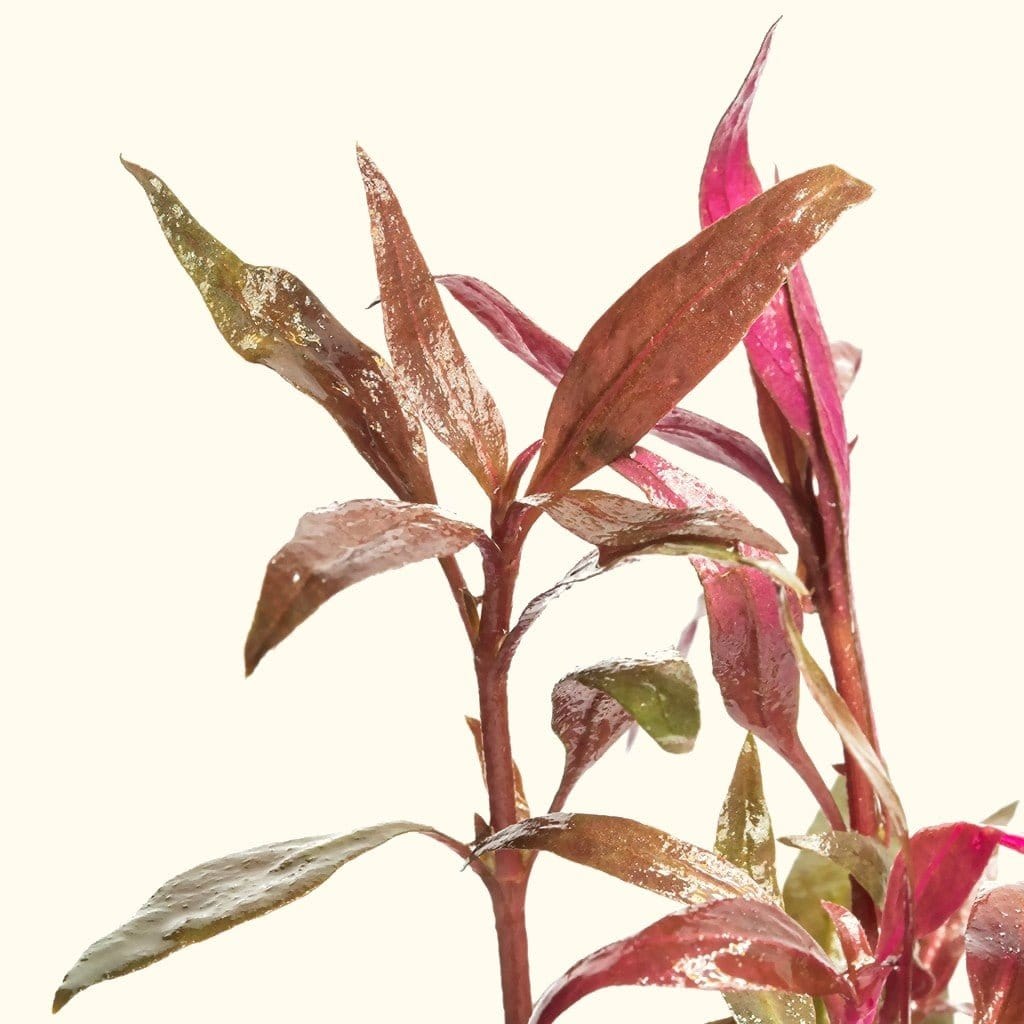 scarlet-temple-5280457