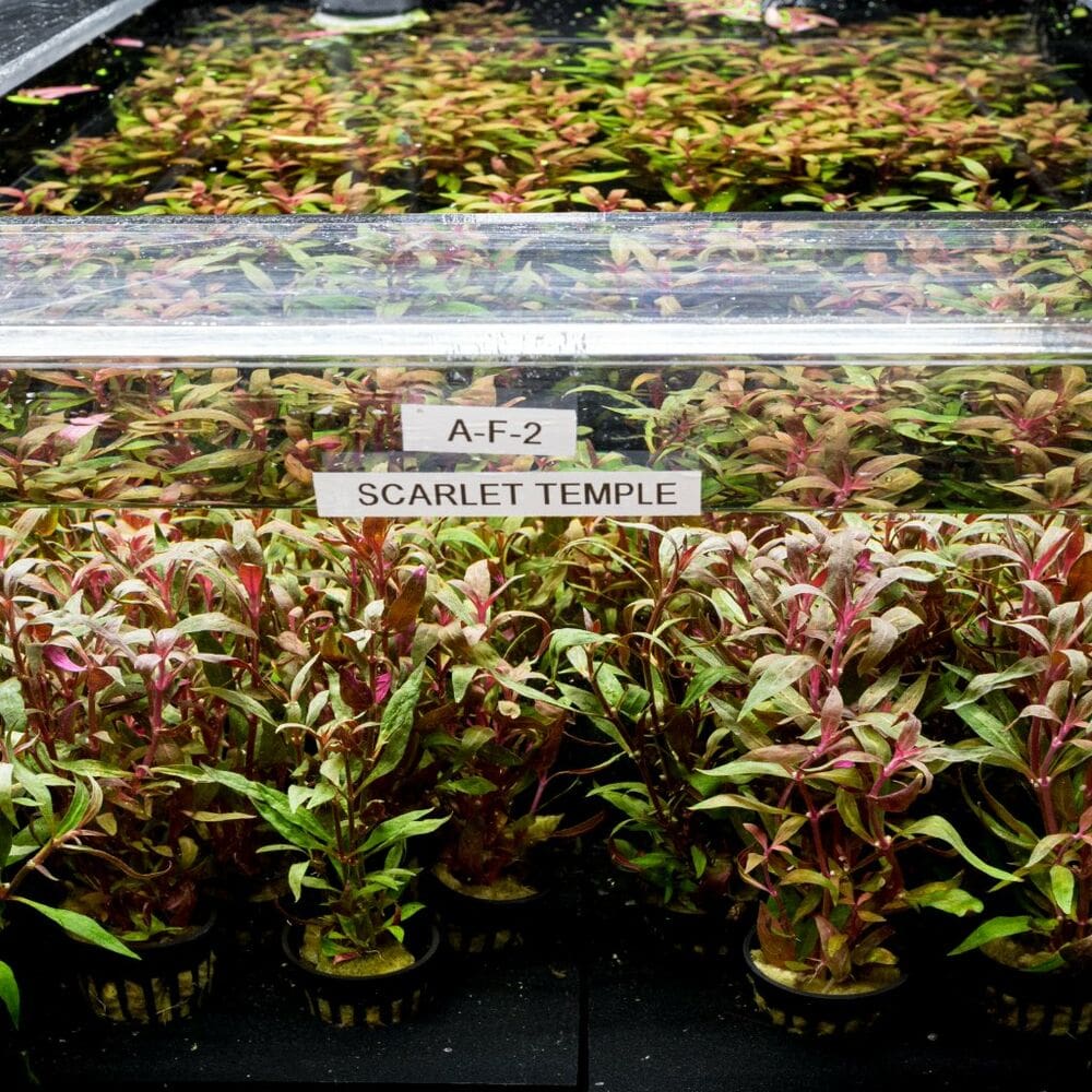 scarlet-temple-8596912