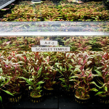 Load image into Gallery viewer, Scarlet Temple - Aquarium Co - Op
