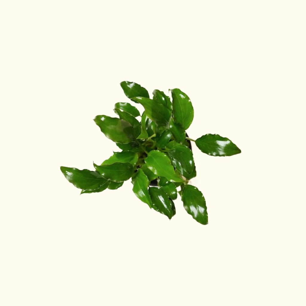 Schismatoglottis Prietoi - Aquarium Co - Op