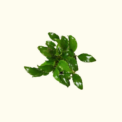 Schismatoglottis Prietoi - Aquarium Co - Op