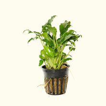 Load image into Gallery viewer, Schismatoglottis Prietoi - Aquarium Co - Op
