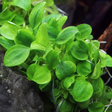 Load image into Gallery viewer, Schismatoglottis Prietoi Tissue Culture - Aquarium Co - Op
