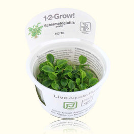 schismatoglottis-prietoi-tissue-culture-5703249000422-33730607939653