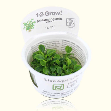 Plants Live Plants Schismatoglottis Prietoi Tissue Culture
