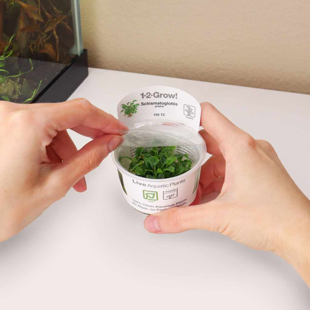 schismatoglottis-prietoi-tissue-culture-7099021