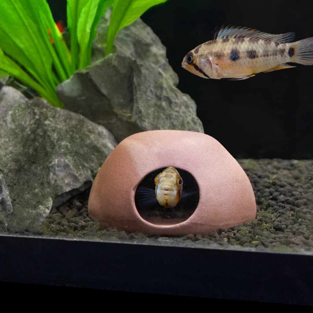 bank deposit box cave fish Aquarium Co-Op Apisto Cave