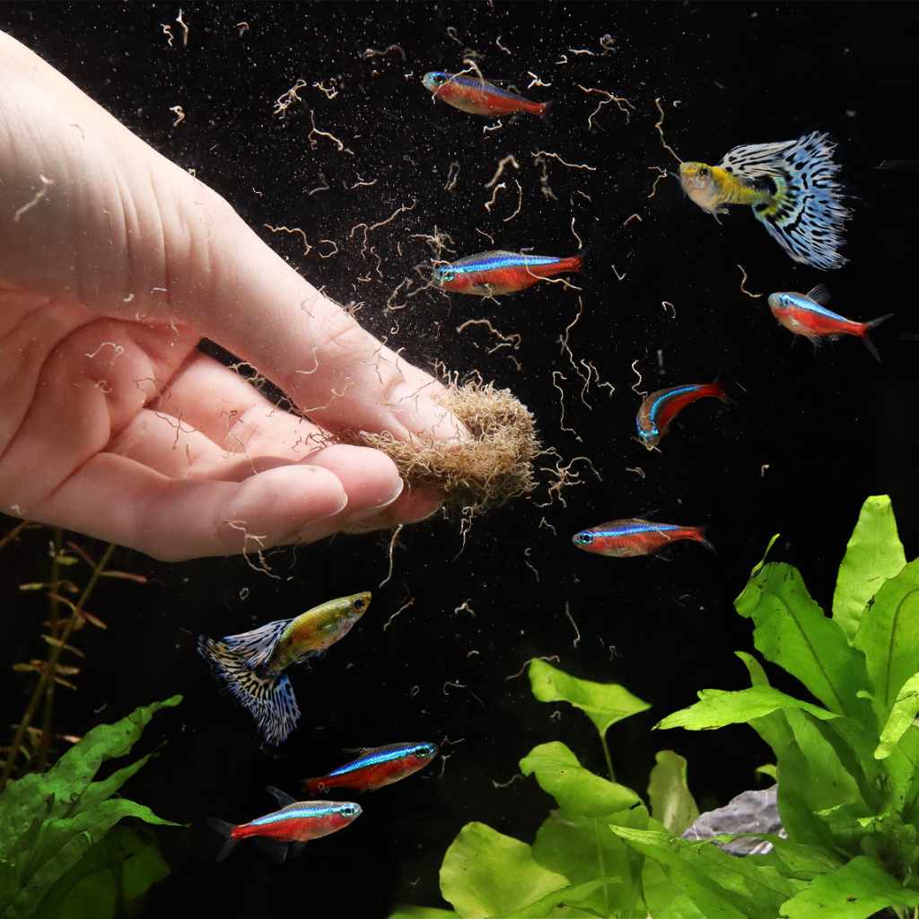 scratch-and-dent-aquarium-co-op-freeze-dried-tubifex-worms-5982184