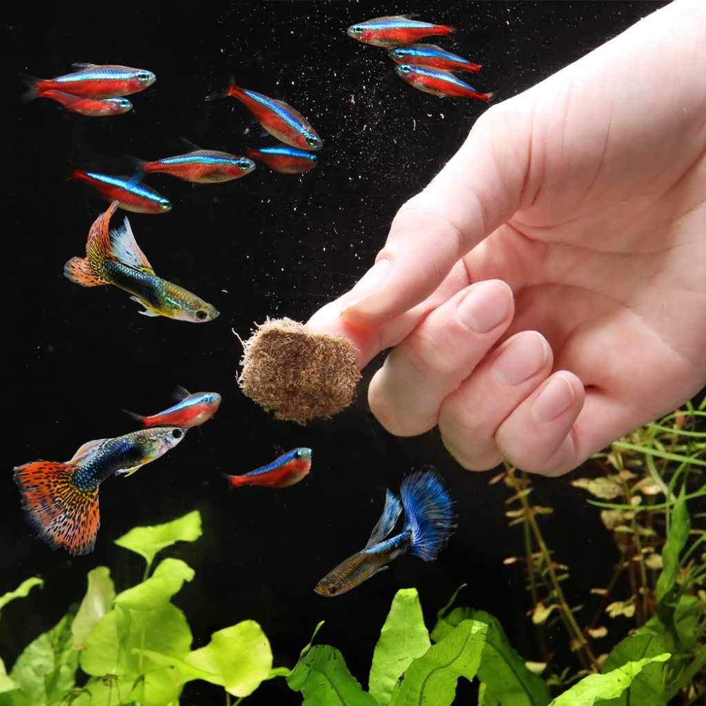Scratch and Dent Aquarium Co - Op Freeze Dried Tubifex Worms - Aquarium Co - Op