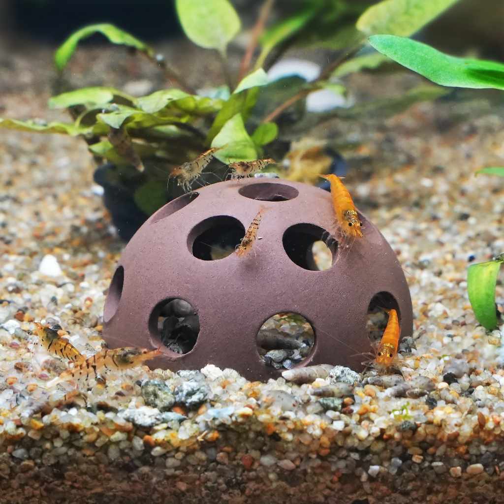 scratch-and-dent-aquarium-co-op-shrimp-cave-7768956